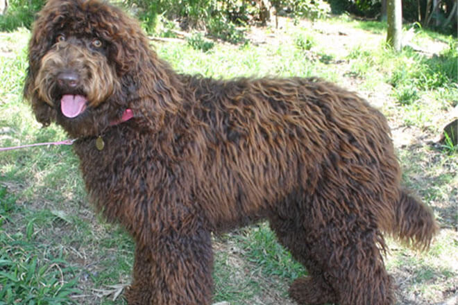 Curly fleece hotsell coat labradoodle